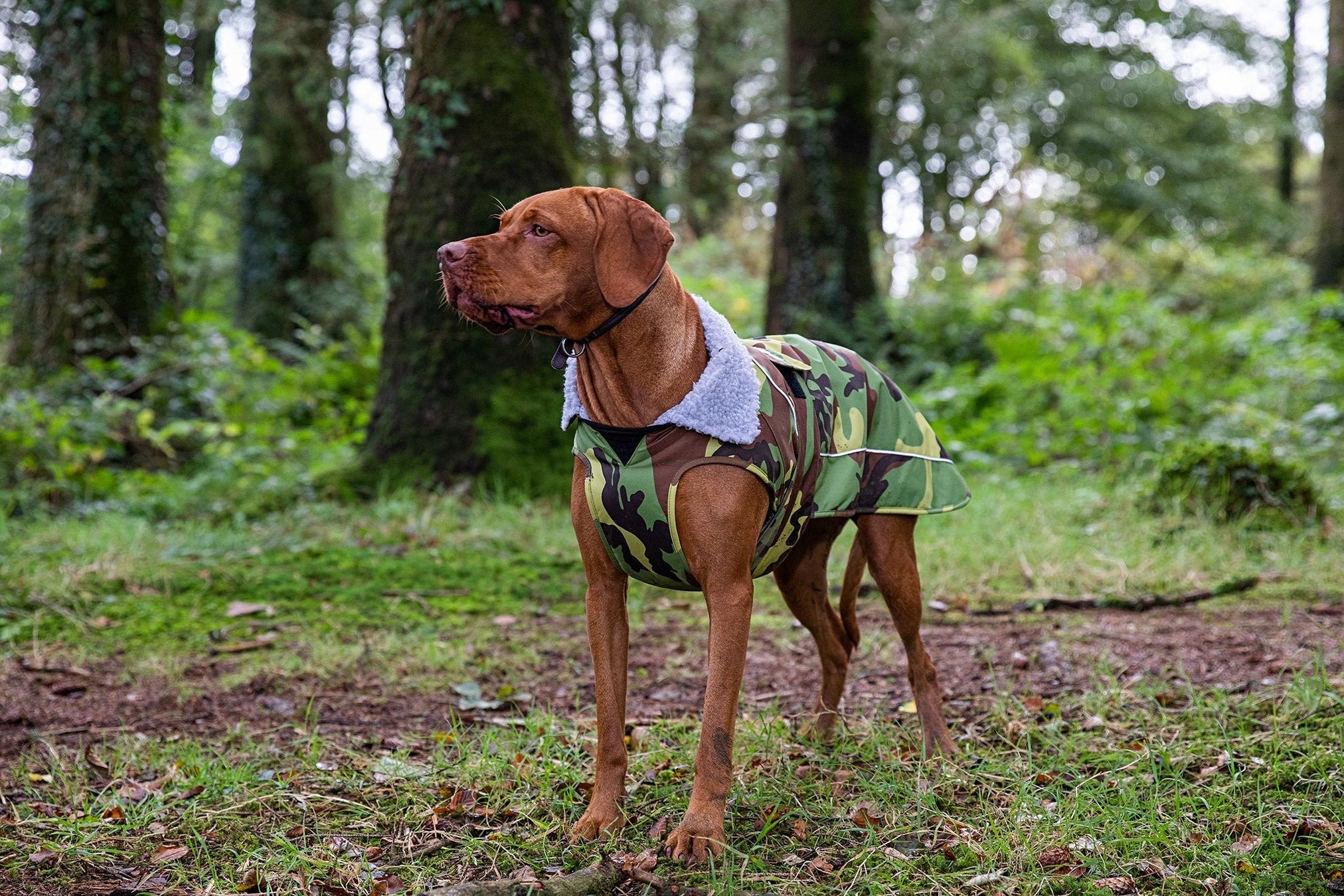 Dryrobe® Pro Cão Casaco